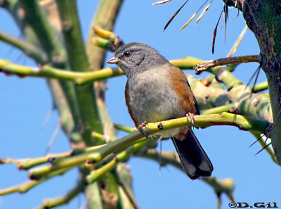 MONTERITA RABADILLA ROJA (Microspingus cabanisi)  - Jardin Botánico-MONTEVIDEO (Abril 2010)
